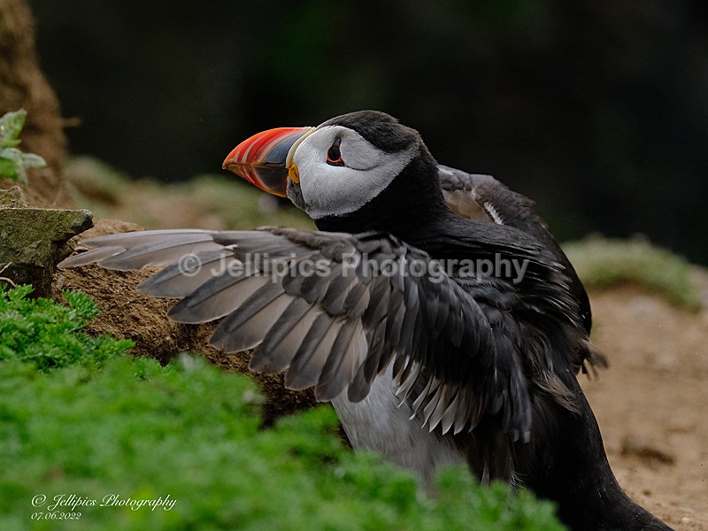  - Wildlife and Nature