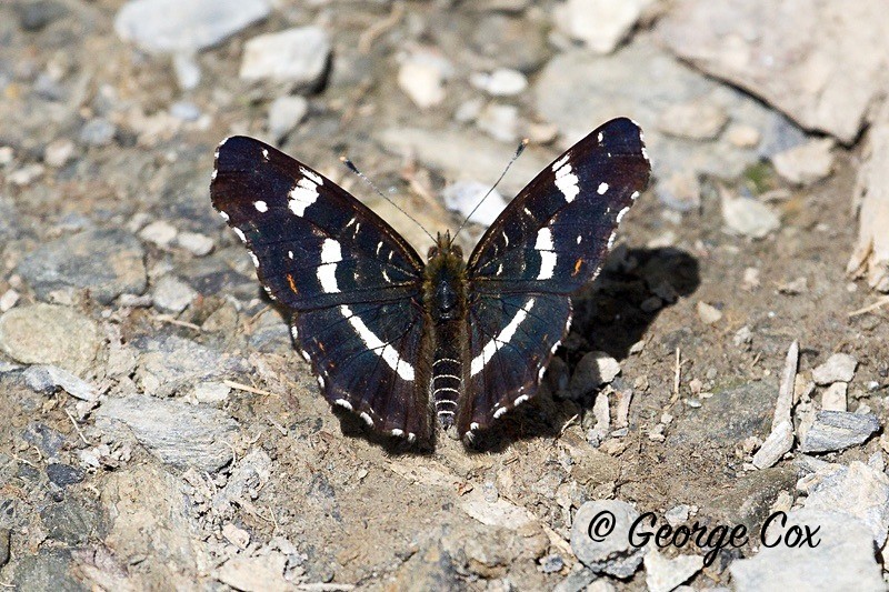 map fritillary
