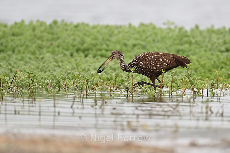 Limpkin with snail, Harns Marsh, Florida - Limpkin