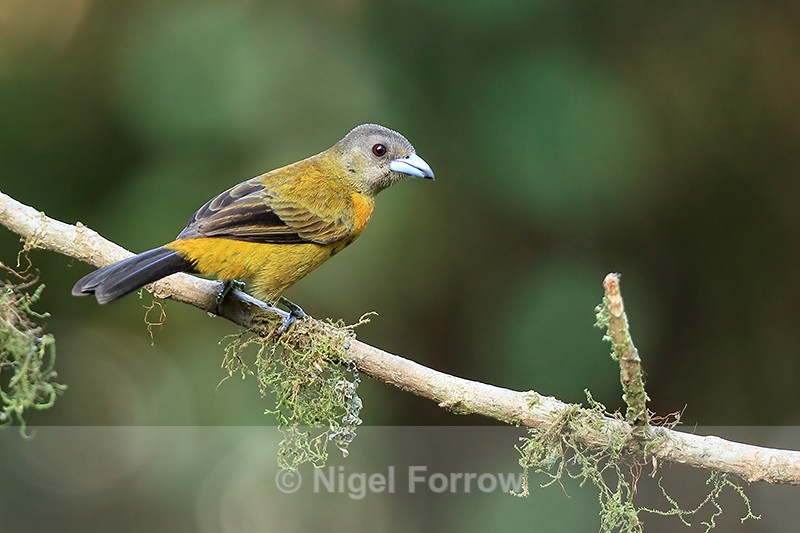 Passerini's Tanager (female) perched, Limon Province, Costa Rica - Passerini's Tanager