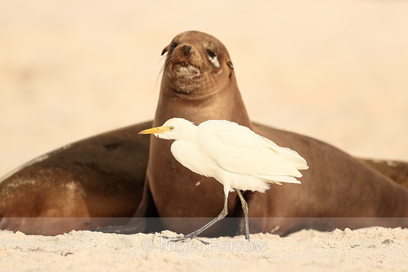 Cattle Egret passes watchful Galapagos Sea Lion, Espanola - Cattle Egret