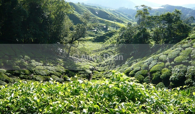 Tea for everyone! - Malaysia and Borneo