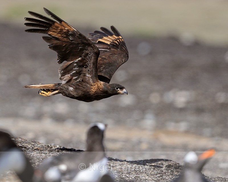 Striated Caracara flies past Gentoos, Sea Lion Island - Striated Caracara