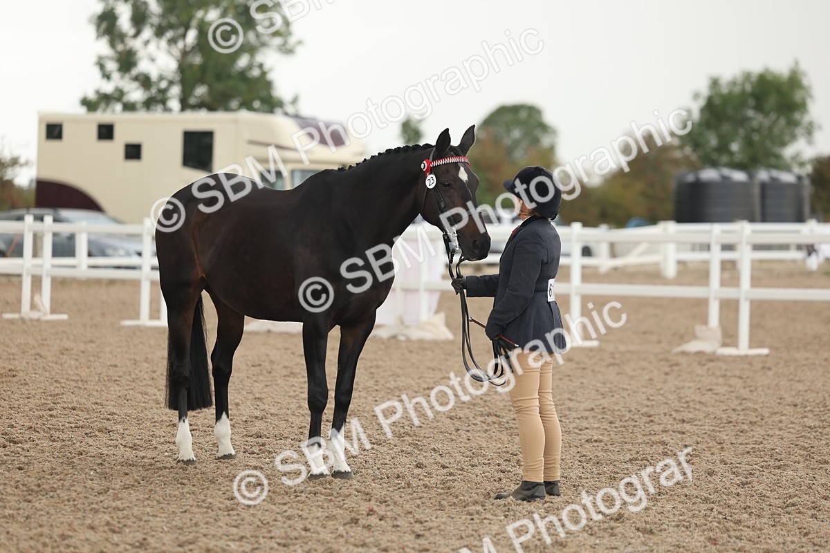 SBM_07684 - Class 26 - IH Foreign Breeds - Part Bred