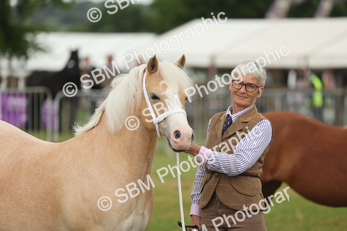 SBM_01615 - Class 50-57 - M&M Welsh Pony In Hand