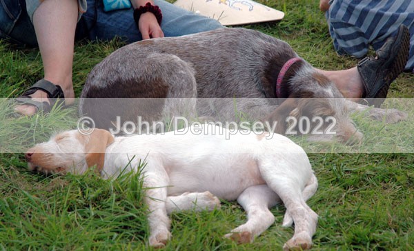 Glamis 18 web - Walking the Dog