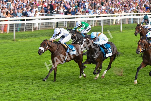 240823-Race 6-Gushing Gold-0726 - Race 6 4.45pm Or8Wellness EBF Stallions Nursery Handicap