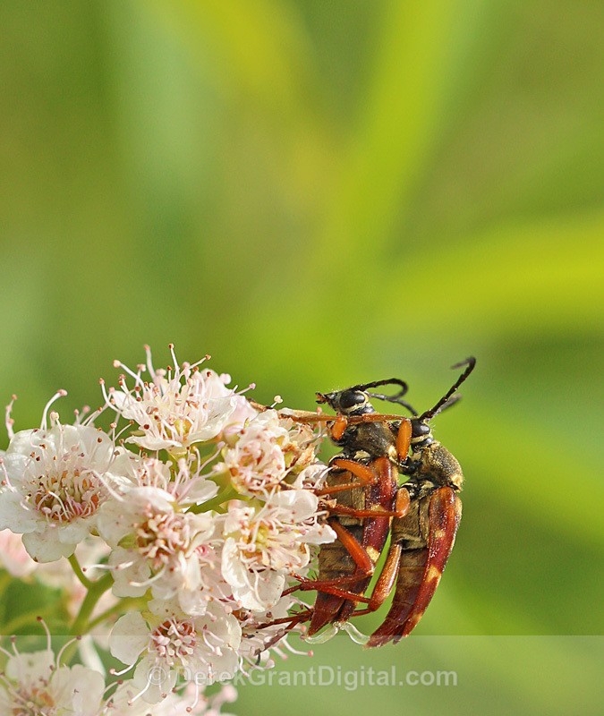 Flower Longhorn - mating pair - Bees, Beetles, Bugs
