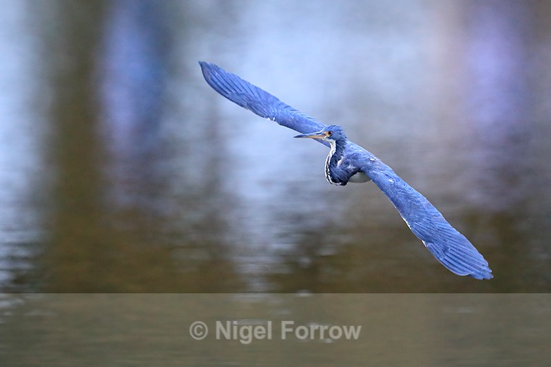 Tricolored Heron flying wings outstretched, Venice Rookery, Florida - Tricolored Heron