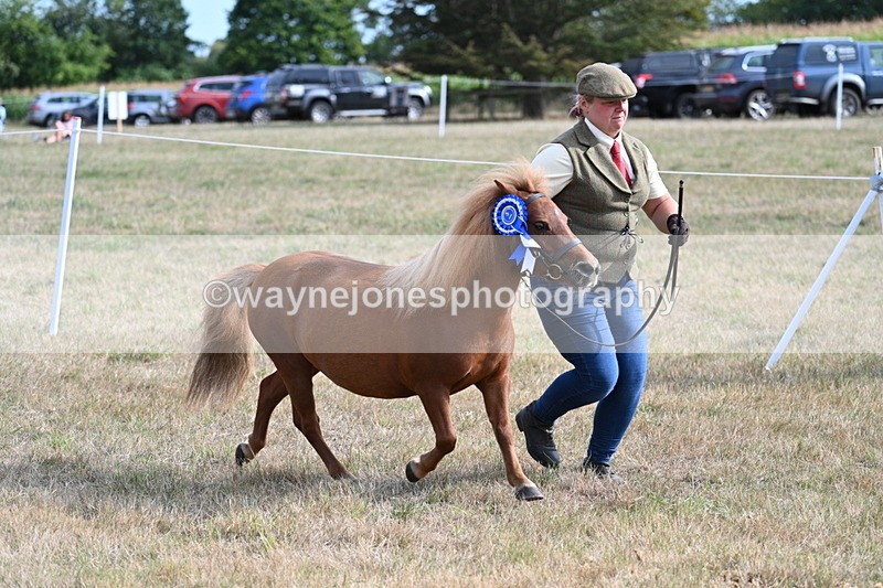 WJ7_8134 - In-hand Championship