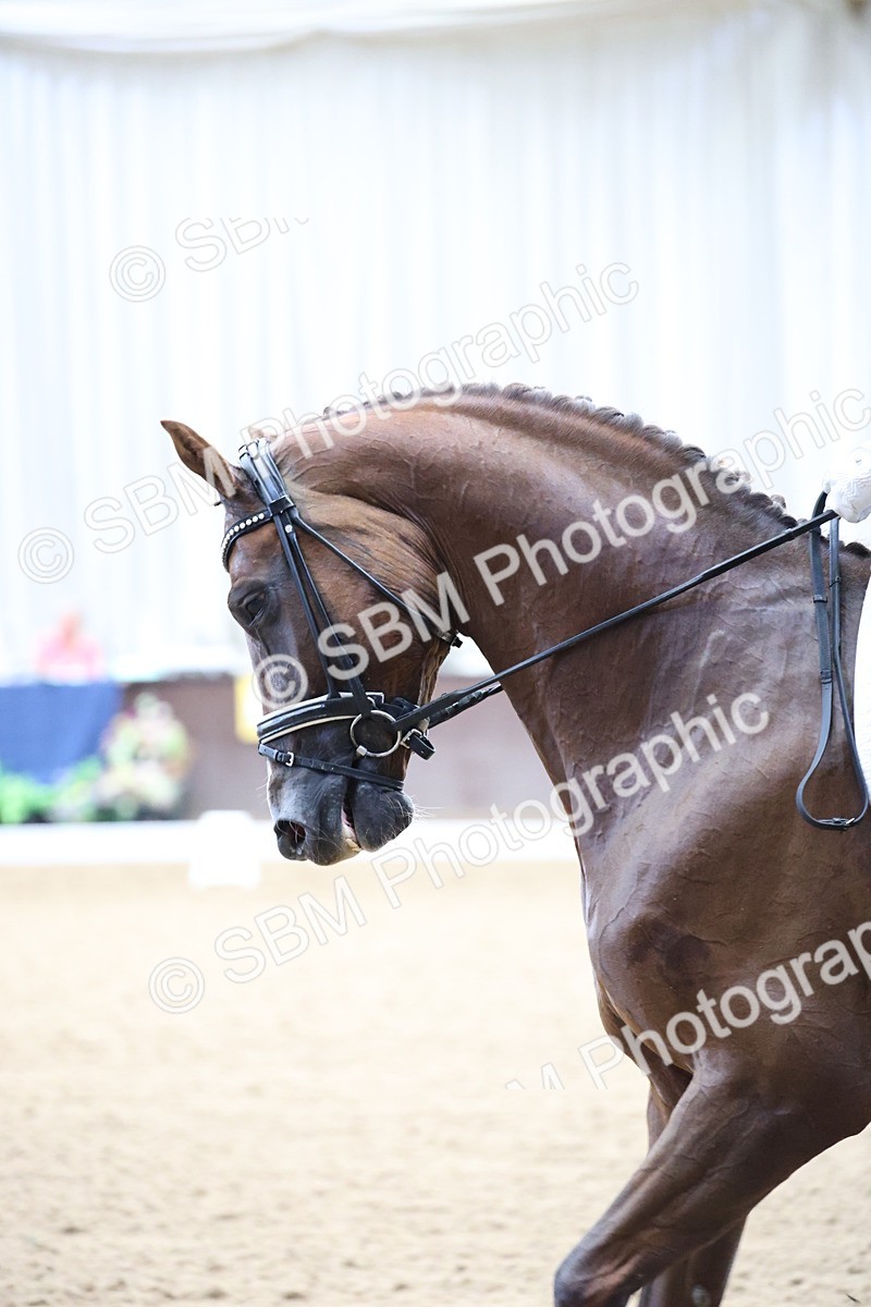 SBM_002781 - Class 5 - Novice 6 Gold - 10.24-11.30