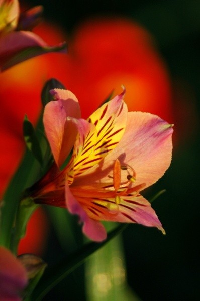 Radiant - Flowers and Plants