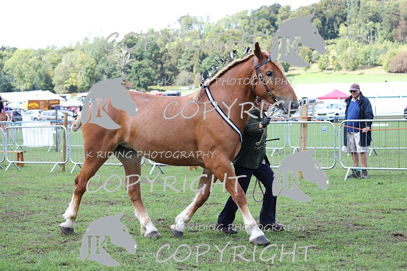 APP_3370 - Class 5 In Hand Championship