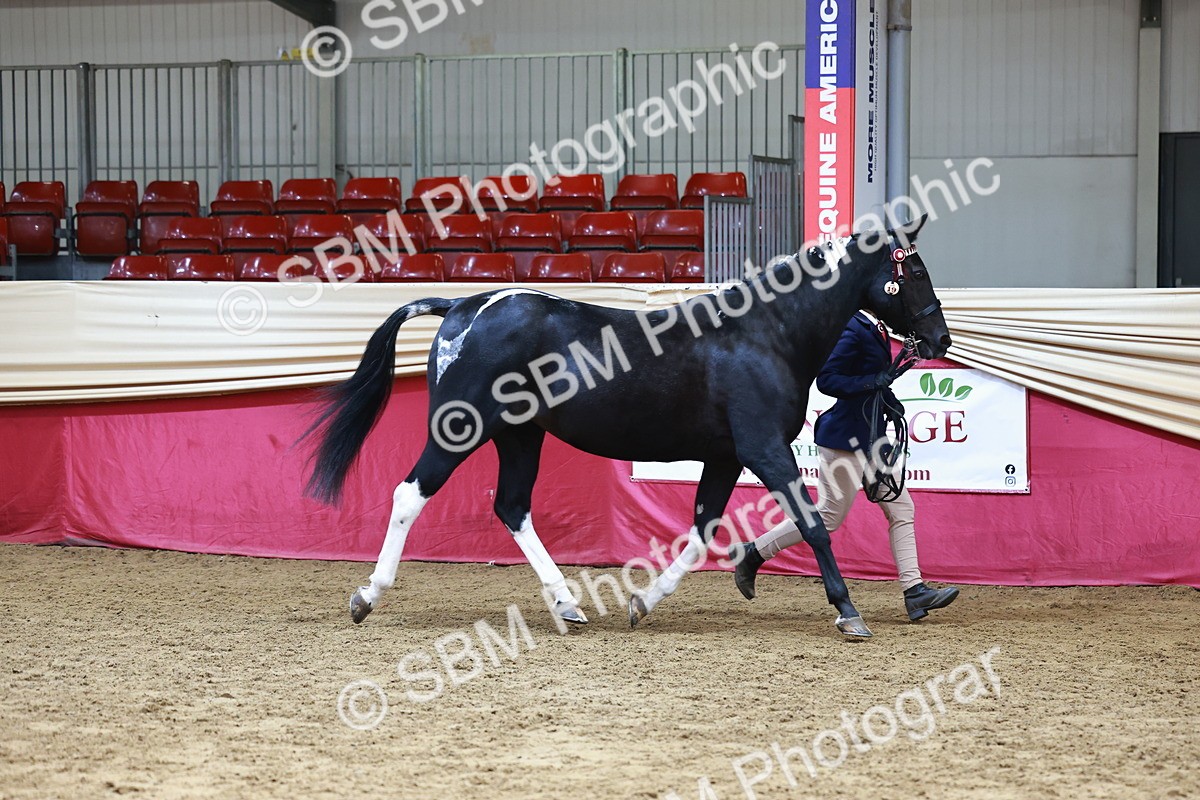 SBM_23064 - Class 903 - Supreme Final - IH Pre Vet