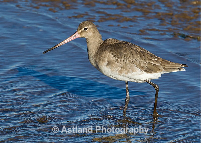 Astland Photography, Bird and Wildlife Images, Susan and Peter Wilson, U.K.