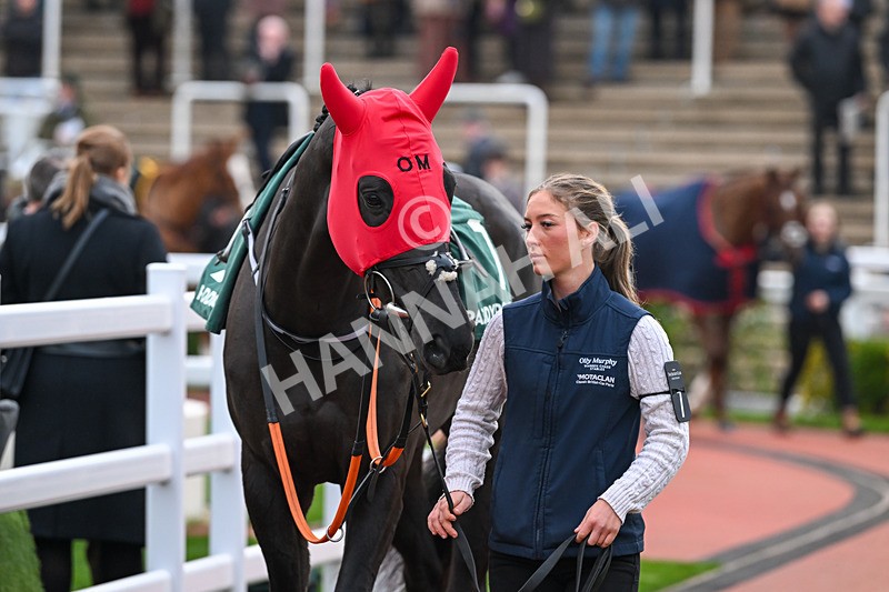 161124-Race 6-Paddock-Long Draw-1162 - Race 6