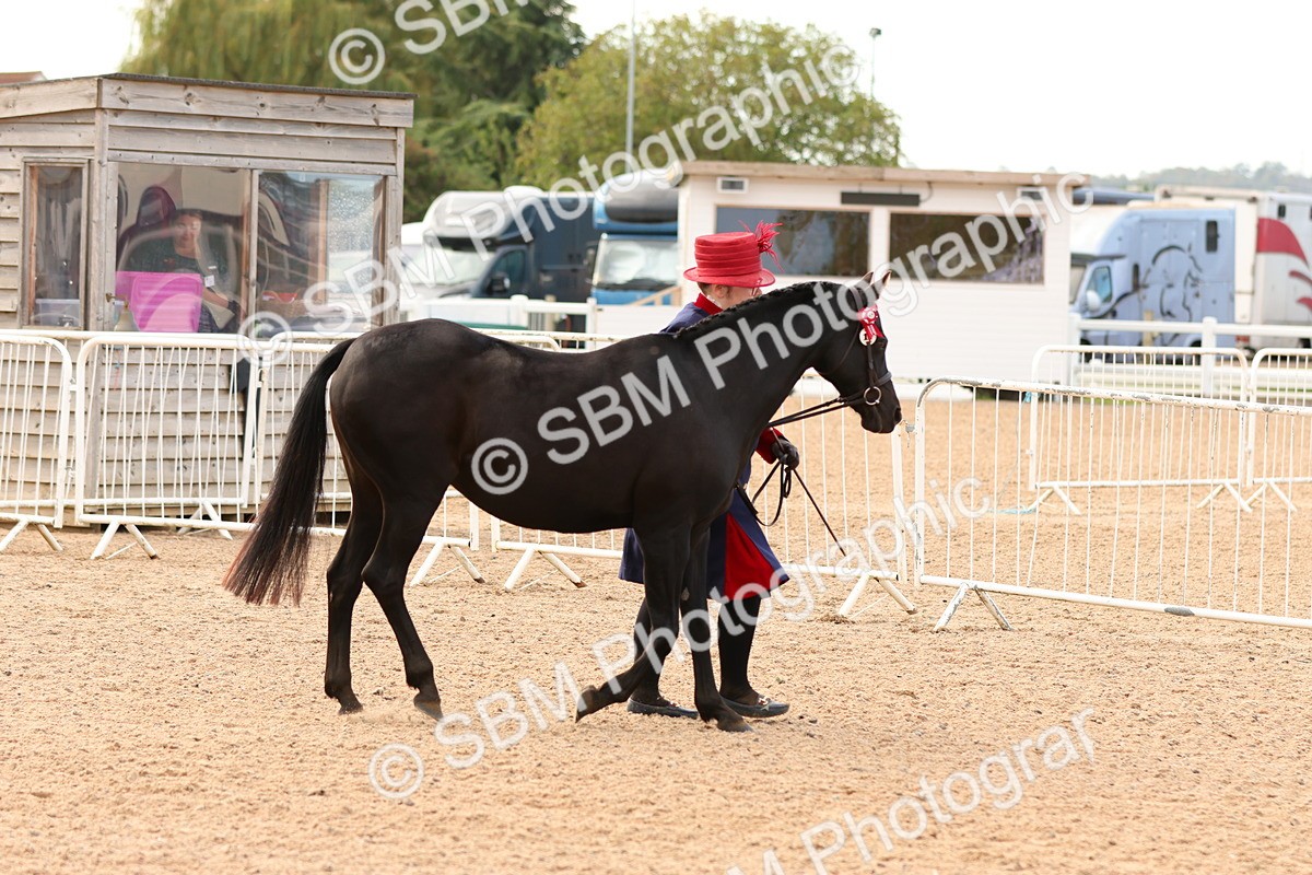 SBM_16578 - Class 702 - IH Show Horse - Pony