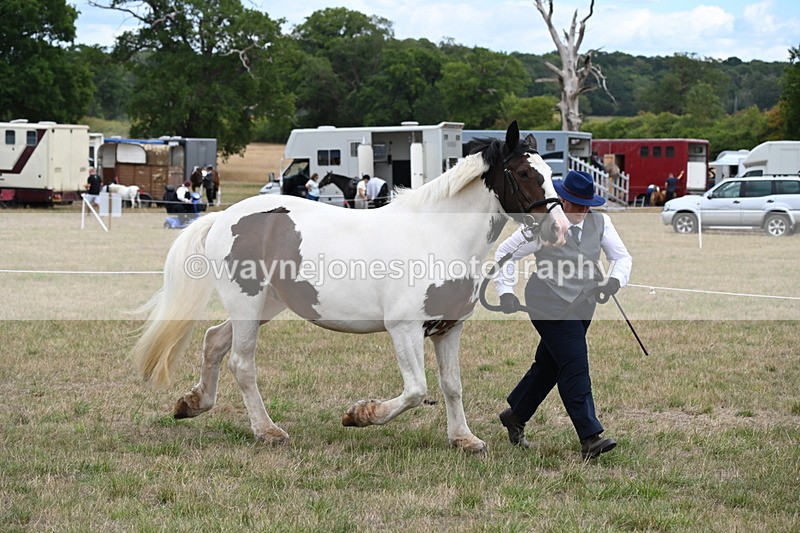 WJ6_5316 - Class 18 In-hand Coloured