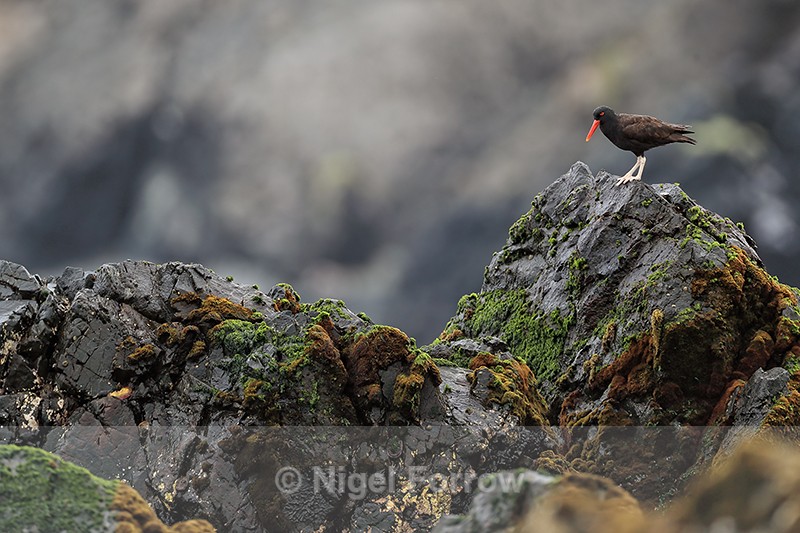 Blackish Oystercatcher perched atop rocks, Chile - Blackish Oystercatcher