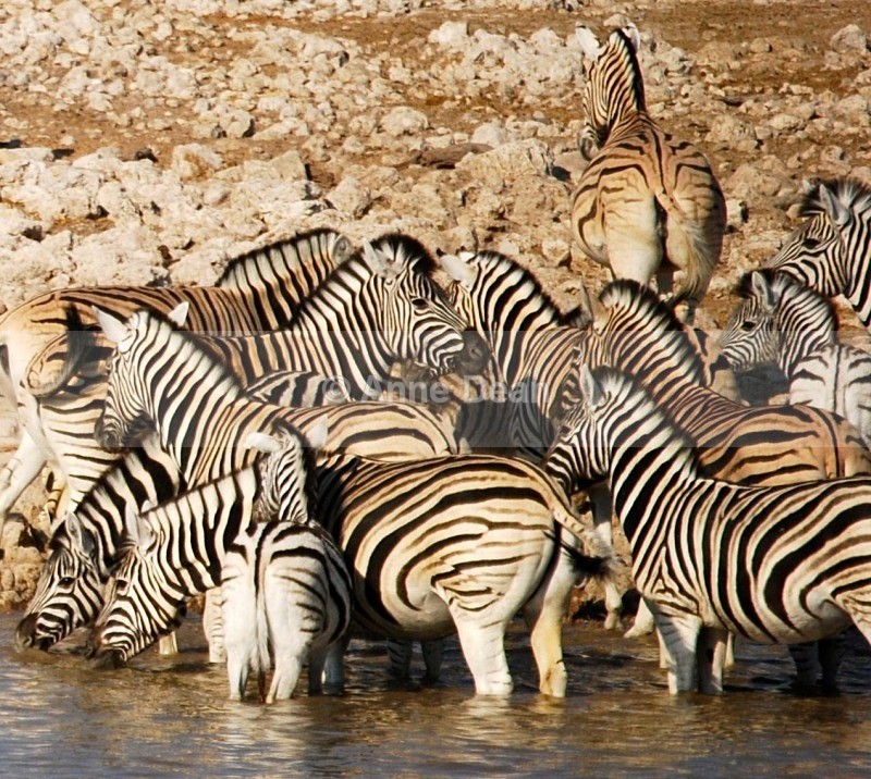 Vying for a place - Namibian wildlife