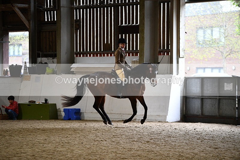 WJ5_8942 - Class 15 Ridden Show Horse
