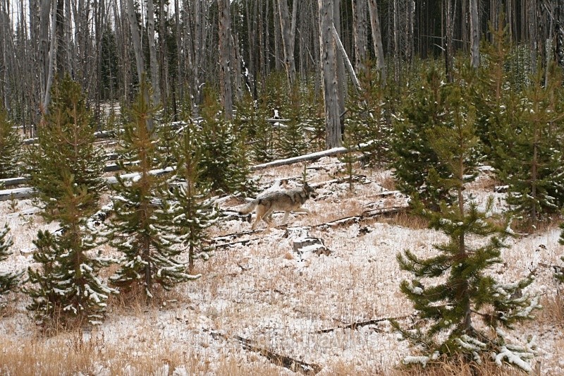  - Yellowstone