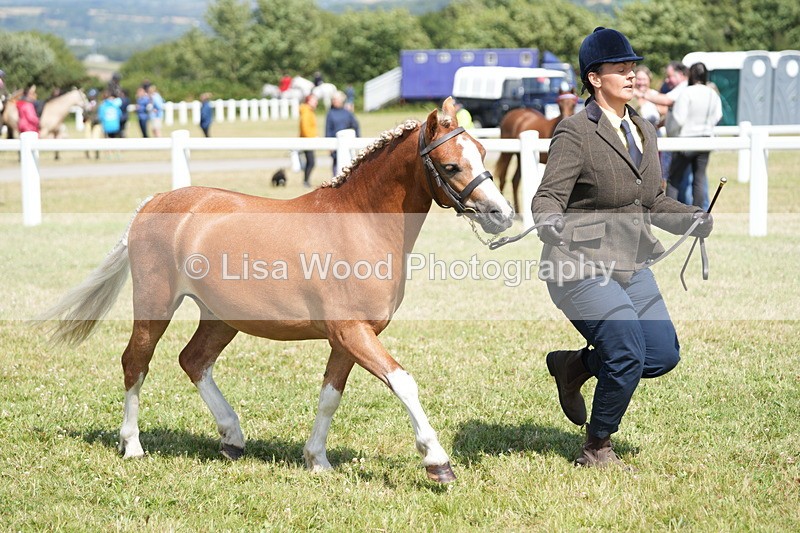 DSC07319 - Class 68: NPS SHP Youngstock