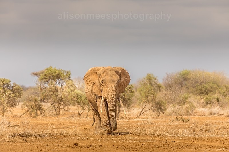  - African Safaris