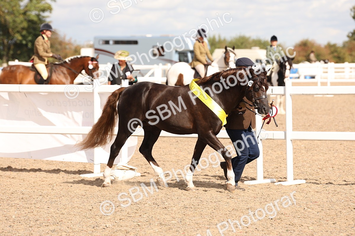 SBM_14001 - Class 205 - IH Show Pony - Show Hunter Pony