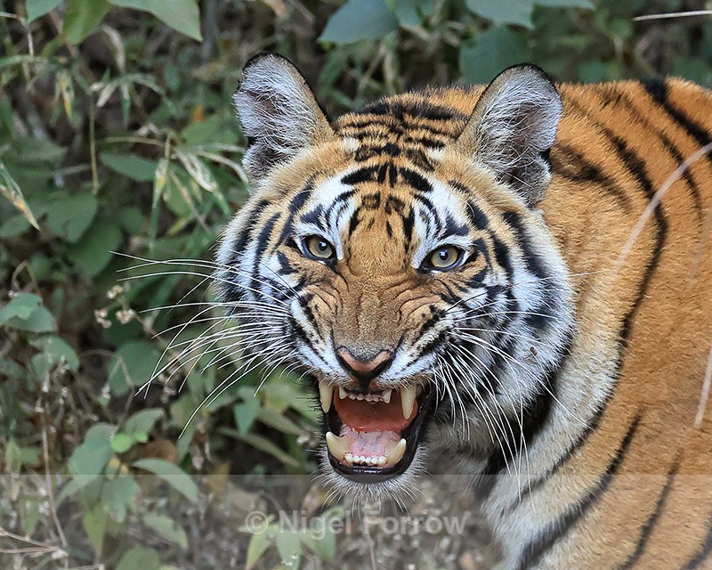 Tiger cub snarling, Bandhavgarh Reserve, Madhya Pradesh, India - Tiger