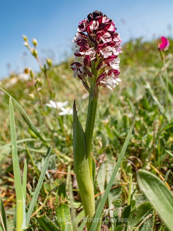 Burnt-tip Orchid (Neotinea ustulata) also formerly  Orchis ustulata) - Gargano - Wild Orchids