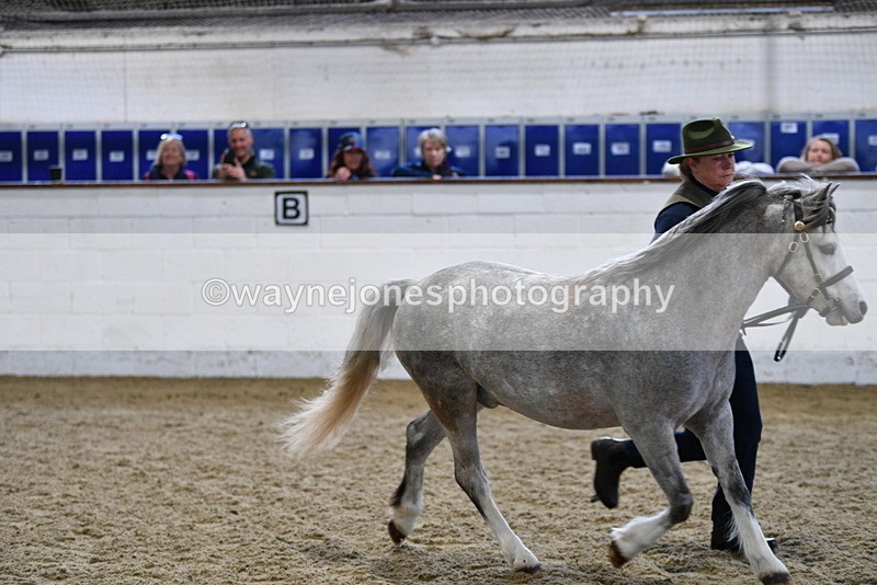 WJ5_5222 - Class 4 In hand M&M - small breeds
