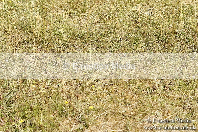 _BS_0850 - BVRC Show 2018 Ring 1