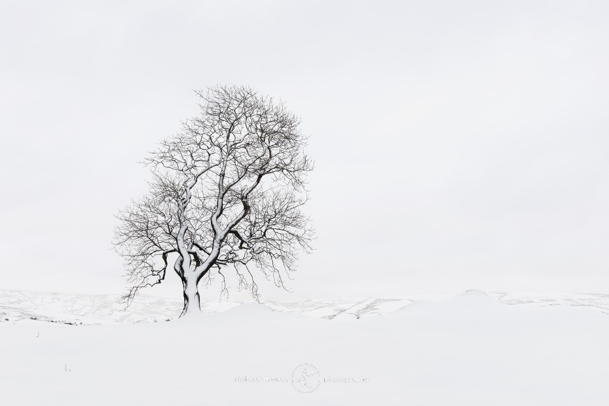 Snow ridge tree - WINTER