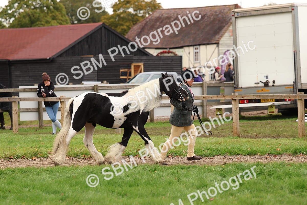 SBM_59857 - S36 - Rehabiliated Rescue Horse & Pony In Hand & Ridden