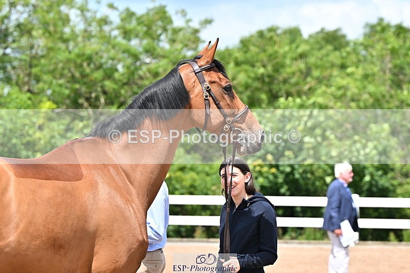 240718A-105316-01781 - Trot Up 1pm to 2pm