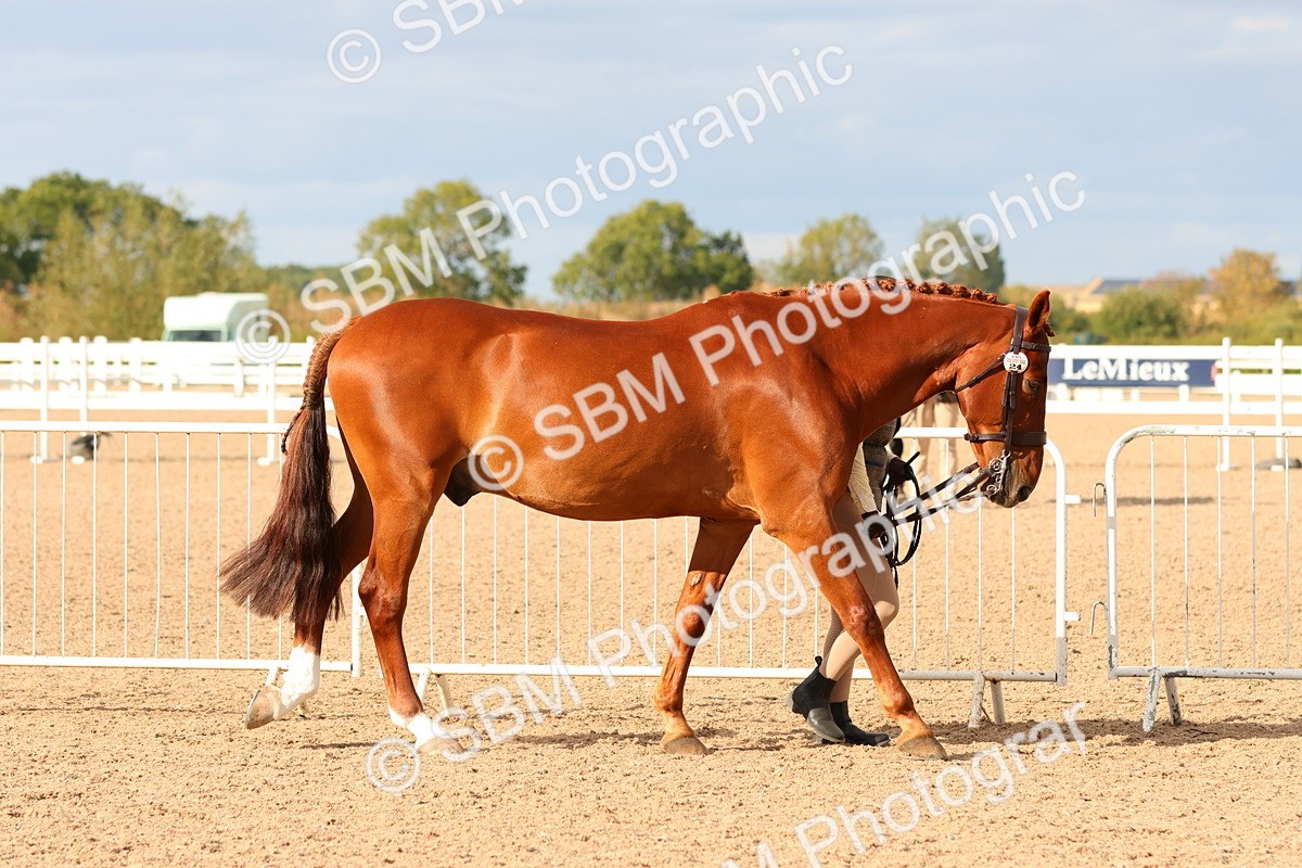 SBM_18327 - Class 318 - IH Part Bred Horse Pony