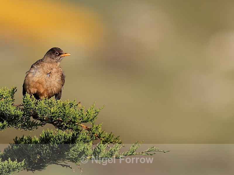 Austral Thrush perched in conifer, Carcass Island, Falklands - Falkland (Austral) Thrush