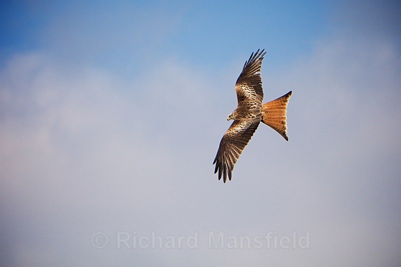  - Red Kites