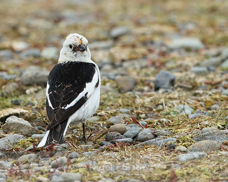 Snow Bunting on ground, Jokulsarlon, Iceland - Snow Bunting
