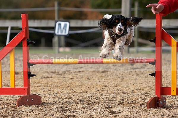  - Greenstead Green Farm Shop Animal Open Day