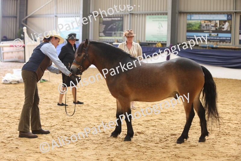 20260913-1716 - Class 115 - Gelding 4years and over