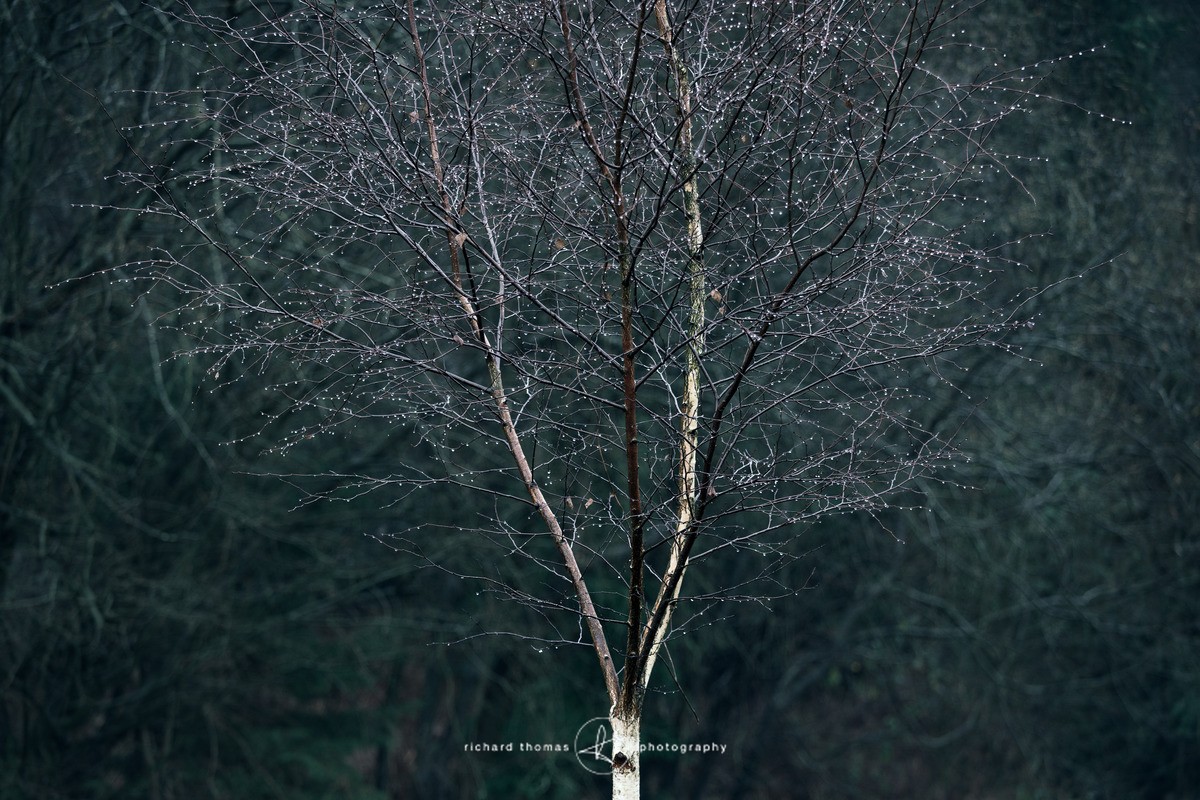 31 12 16 - One2Tree