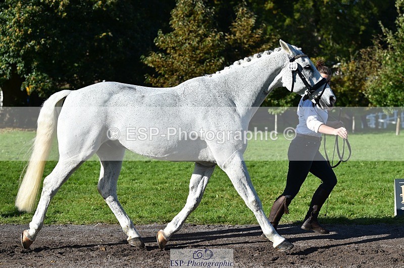 231022-110718-23735 - 437-DONBEG.GREY-Hannah.Underhill-TrotUp+SJ