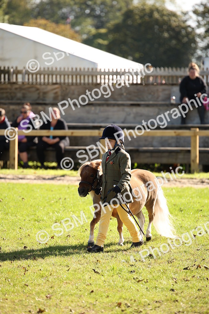 SBM_36596 - S10 - Best In Hand Horse & Pony