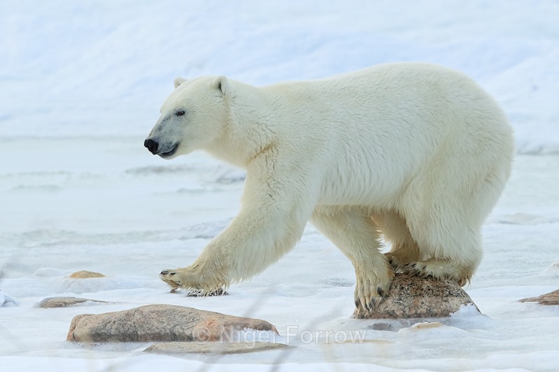 Polar Bear on stepping stones, Churchill, Canada - Polar Bear