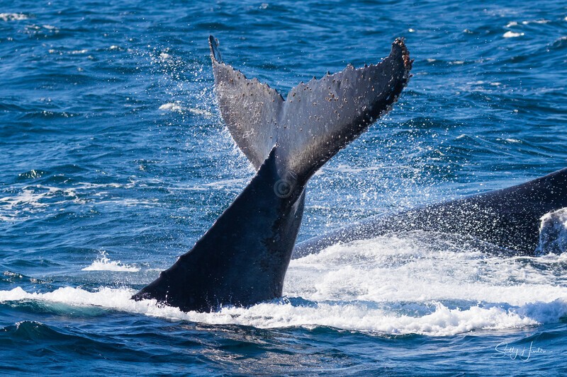 Humpback fluke 0A3A6535 - Humpback Whales