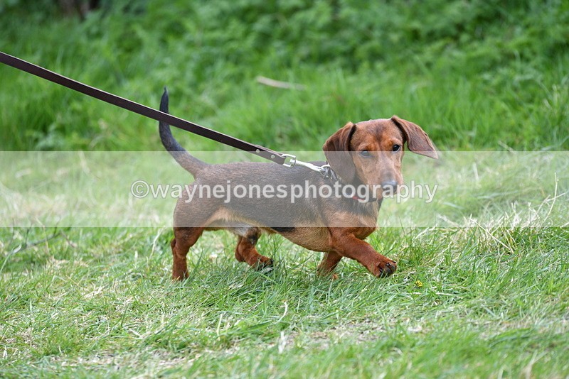WJ5_9471 - Class 3 Most Handsome Dog