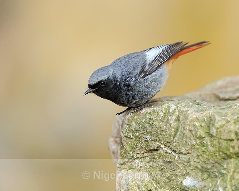 Black Redstart (male) about to take off, Brean Down, Somerset - Black Redstart