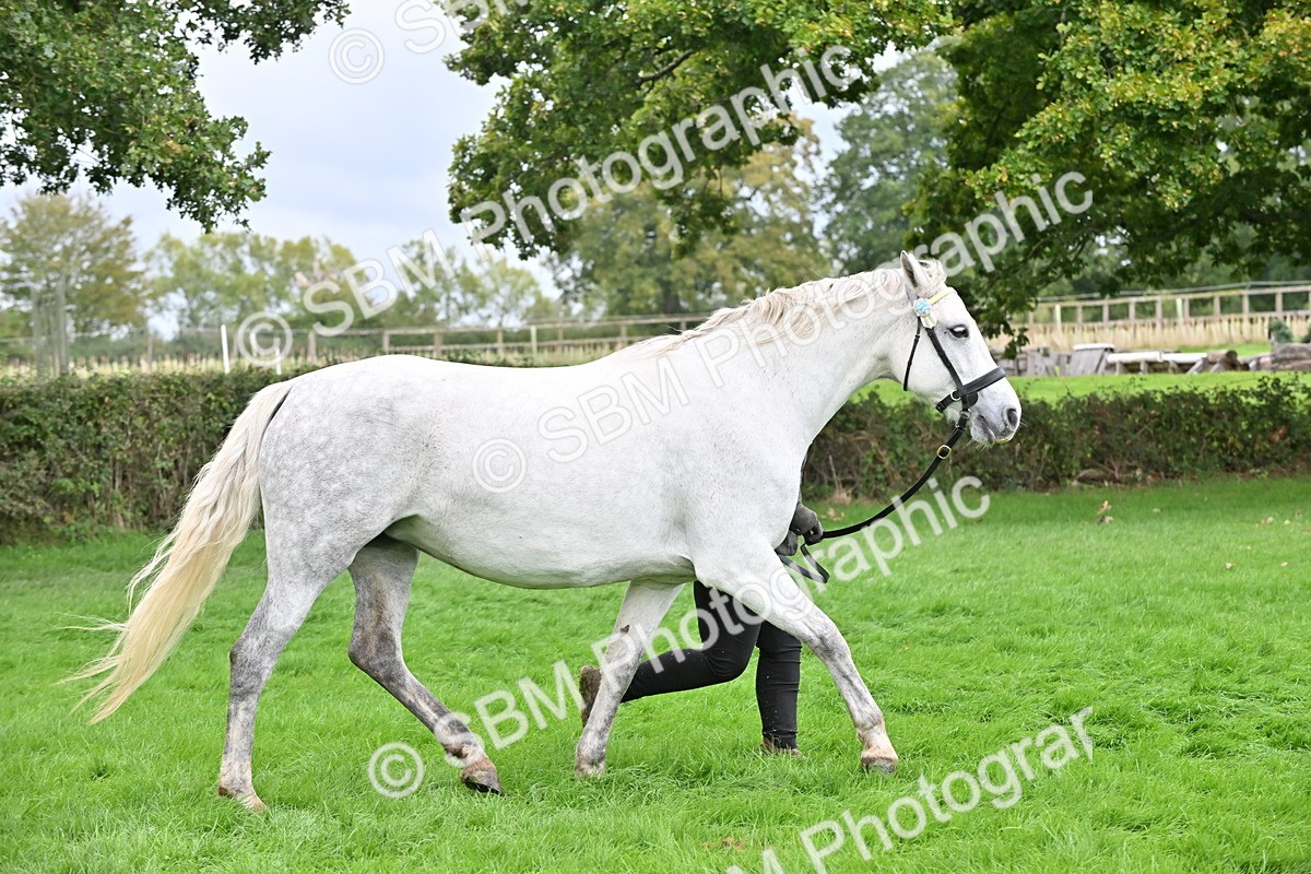 SBM_63272 - S49 - Mountain & Moorland In Hand Large Breeds